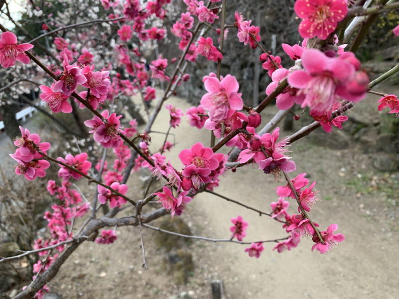 富士の見える梅園　～不老園～　山梨