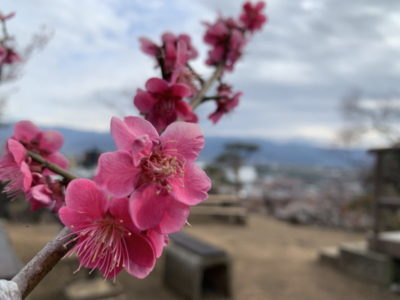 晴れてると高台から富士山が見えます