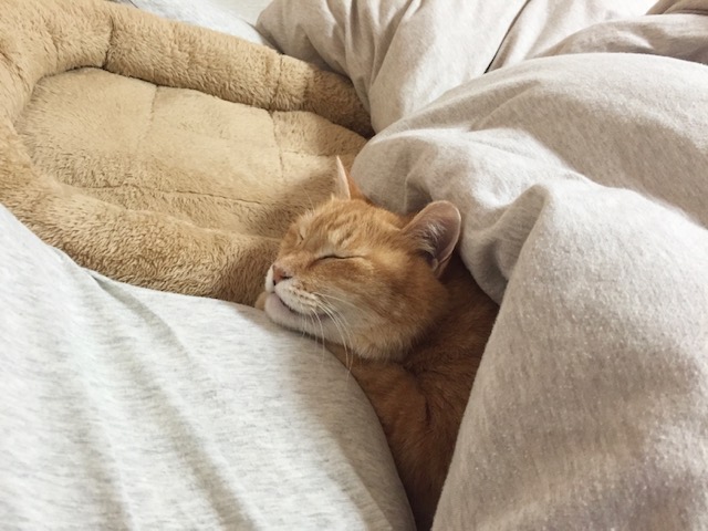 なちょの布団で寝る猫🐱