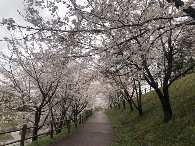 桜の下を歩く
