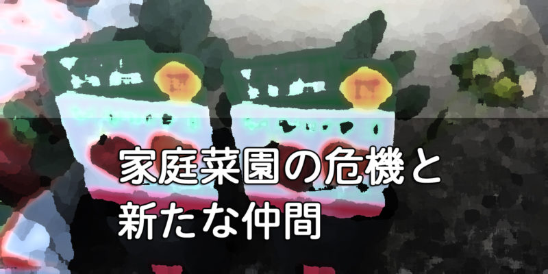 なちょ菜園の危機と新たな仲間