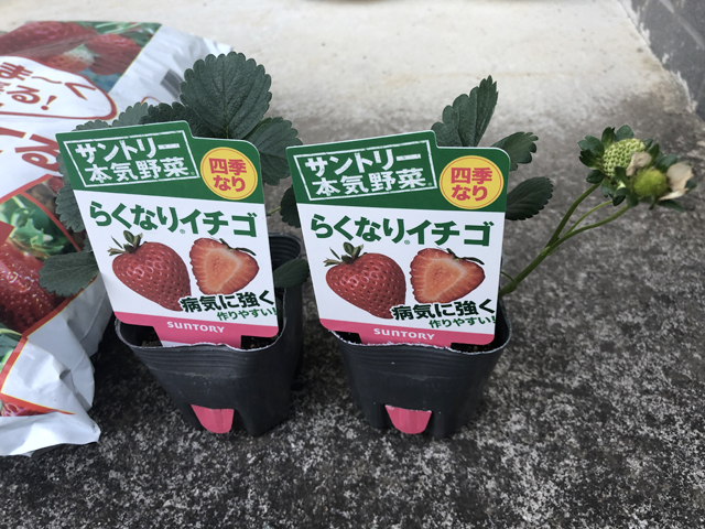 らくなりイチゴ