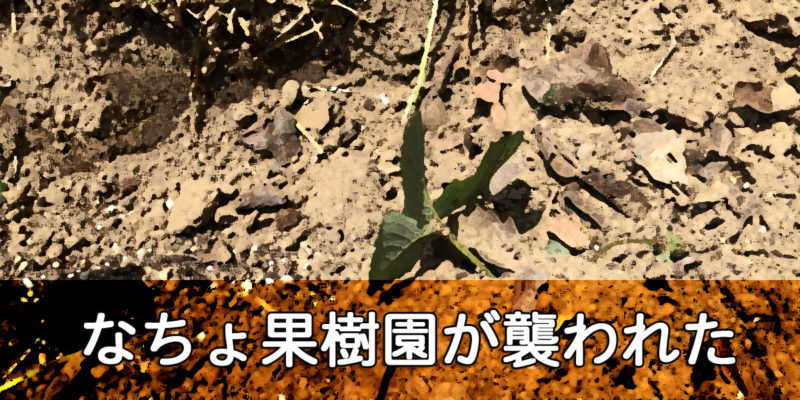 なちょ果樹園が何者かに襲われた