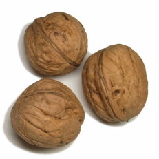 カシグルミの種子