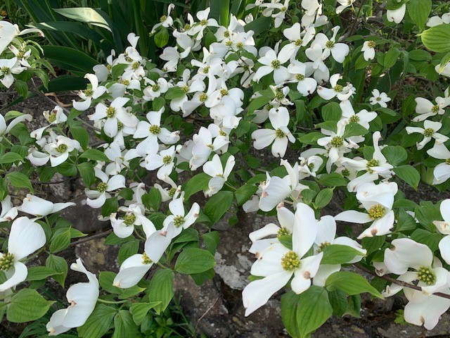 ハナミヅキ　白いハナミヅキ