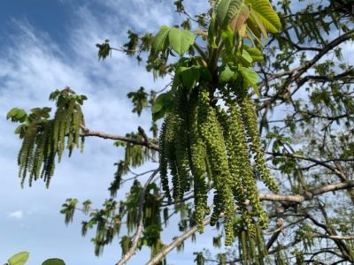 川沿いを歩いていたらなぞの植物が…