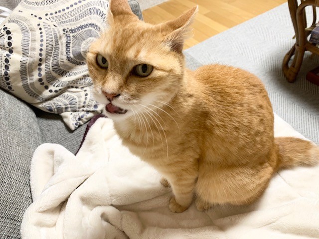 早く帰ってこーい!と言いたげなミィ