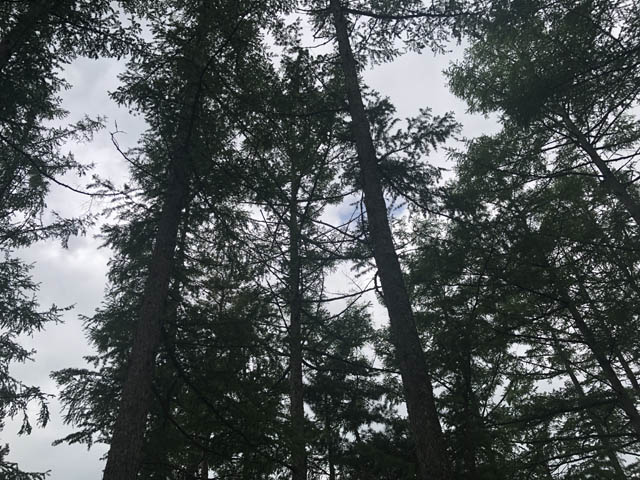 この林もすぐ活気が戻ってくるはず