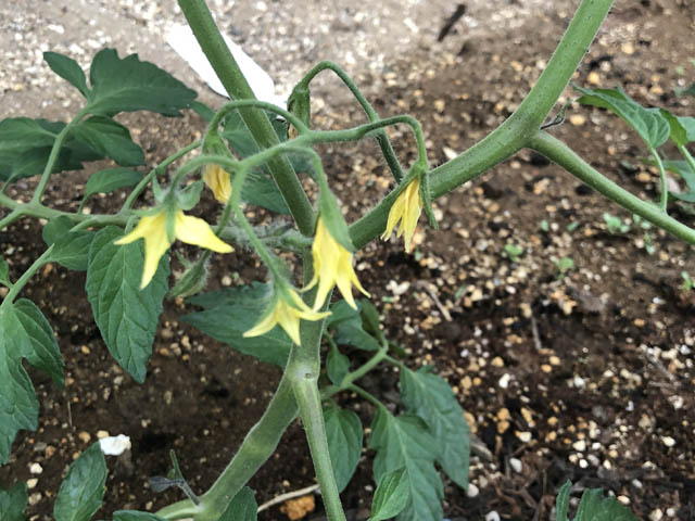 トマトの花。