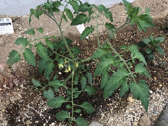 トマトは一番成長している