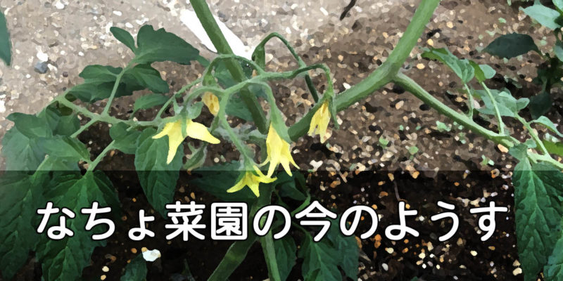 なちょ菜園の今の様子