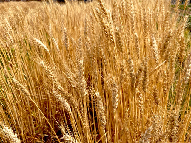黄金色の小麦