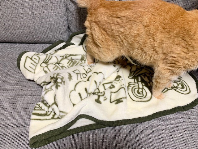 猫は新しいものがお好き